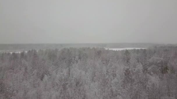 Flygfoto över snöiga skogen — Stockvideo