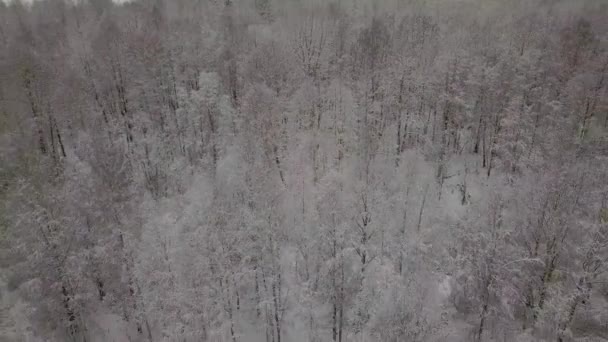 Aerial quadrocopter view of snowy forest — Stok Video