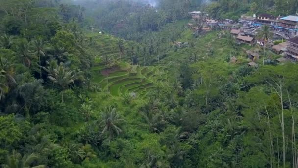 Letecký pohled na krajiny na Bali s terasami rýžové pole. — Stock video