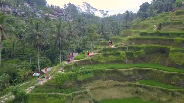İnsanlar Endonezya tarım endüstrisinde çalışıyor — Stok video