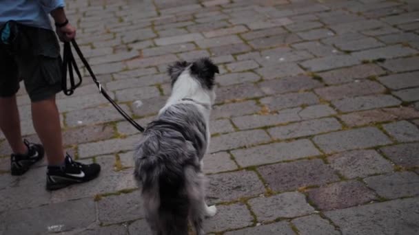 Alegre primer plano de un perro blanco y negro — Vídeo de stock