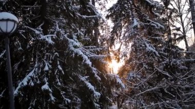 Ormanda güneş ışığı. Karla kaplı ağaç dallarında güneş parlıyor.