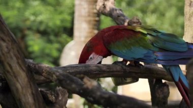 Bali adasında bir rezerv bir şube üzerinde Mavi yeşil kırmızı papağan