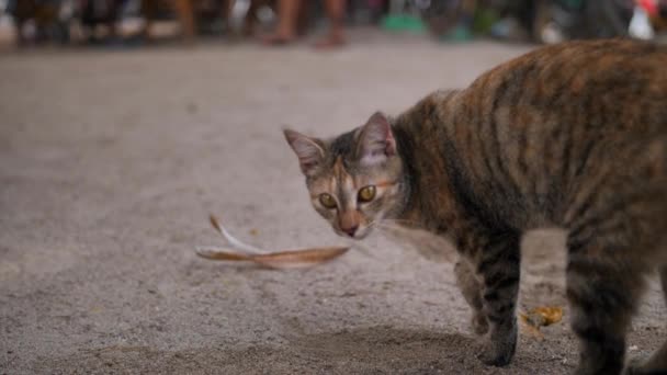 Vahşi kedi tropik bir adanın sahilinde kum kazıyor — Stok video