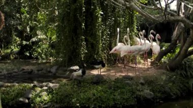 Flamingos bir sürü stand birlikte bir göl kıyısında yaz aylarında.