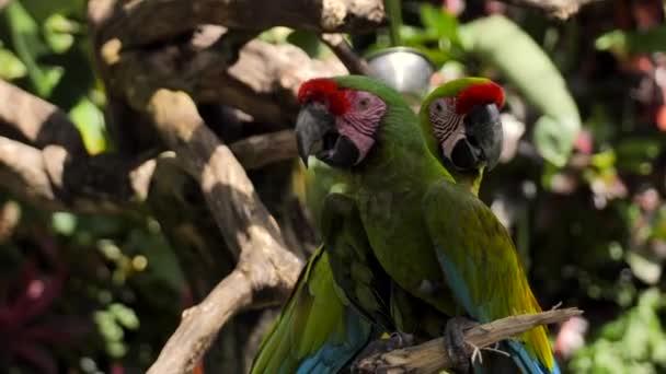 Δύο πράσινοι κόκκινοι παπαγάλους σε ένα υποκατάστημα σε ένα αποθεματικό στο νησί του Μπαλί — Αρχείο Βίντεο
