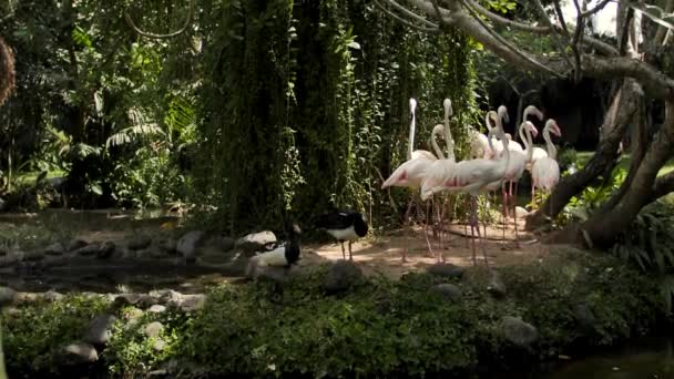 En flock av flamingos står tillsammans på en bank i sjön i sommar. — Stockvideo