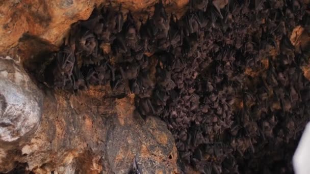 Летучие мыши в пещере на Бали — стоковое видео