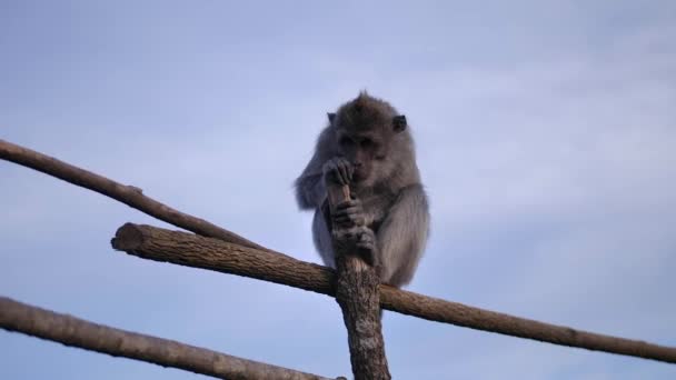 Monyet liar di atas gunung berapi di sebuah pulau tropis . — Stok Video