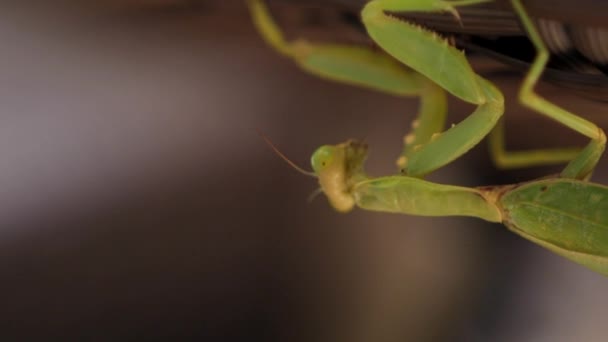 La mantis religiosa verde se arrastra lentamente sobre una cama de tablón — Vídeos de Stock