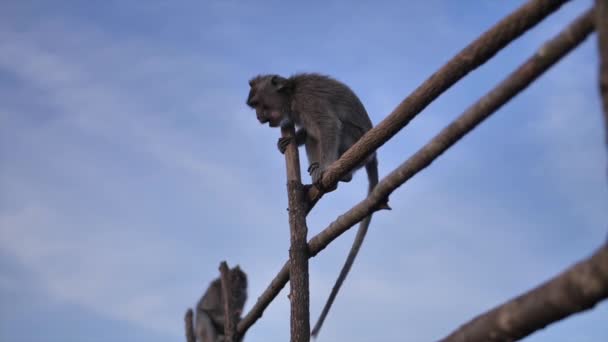 热带岛屿上火山上的野生猴子. — 图库视频影像