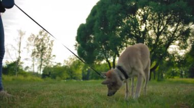 Tasmalı köpek çimlerin üzerinde yürüyor ve bir şey kokluyor..