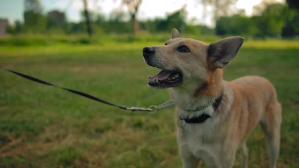 Mongrel dog on a leash in the park. The doggy wags its tail and smiles. Close to dogs face — Stock Video