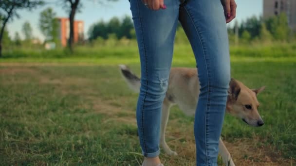A dog without a leash is walking next to its unrecognizable mistress. — Stock Video
