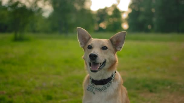 Πορτραίτο ενός κόκκινου μπάσταρδου σκύλου σε κολάρο στο πάρκο. — Αρχείο Βίντεο