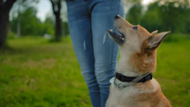 Porträtt av en trogen hund som sitter bredvid sin älskarinnas fötter i parken — Stockvideo