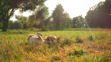 Köpek yerde yatıyor ve sırtını kaşıyor..