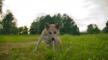 Melez köpek tasmaları faiziyle parkta ağzını kaldırır..
