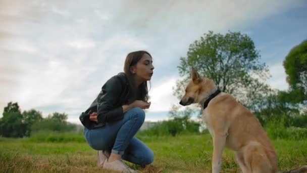 Girl teaching her home dog with interesting tricks in the park. — Stock Video