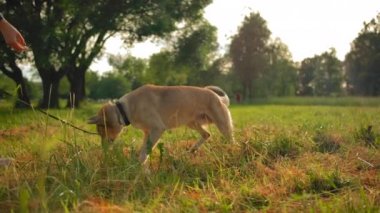 Kızıl saçlı köpek metresinin yanına koşar ve numarasını arka ayaklarının üzerinde yapar..