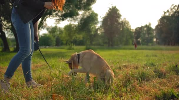 En hund i parken utför ett trick för sin älskarinna. Vovven viftar med tassen. — Stockvideo