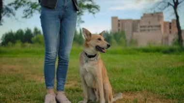 Tasmasız köpek tanınmayan dişi bacakların yanında yürümeye başlar..