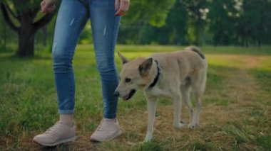 Tasmasız bir köpek parkta dişilerin bacaklarının yanında yürüyor. Yüzler yok.