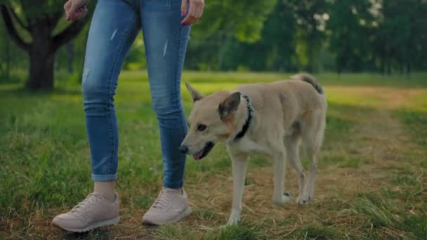A dog free of a leash is walking next to females legs in park. No faces. — Stock Video