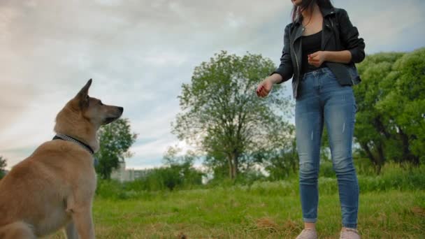 Pes chytá jídlo za letu, že dívka ho hodí. — Stock video