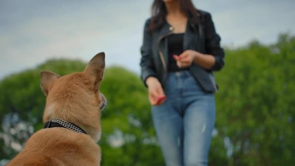 Vista posterior de la outbred perro catchs comida sobre la marcha que la mujer lo lanza . — Vídeo de stock