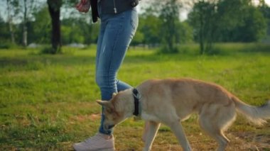 Tasmasız bir köpek, tanınmayan metresinin yanında yürüyor..
