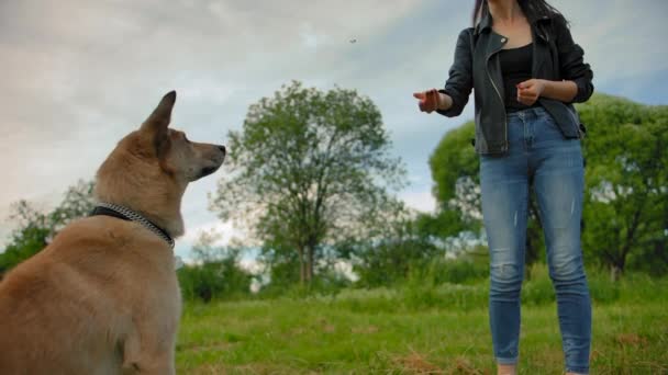 Het huisdier hond vangen voedsel op de vlieg dat het meisje gooit het. — Stockvideo