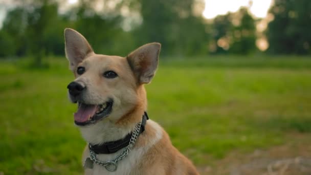 Портрет дворняги, улыбающейся собаки на лугу парка. Плавное скольжение камеры . — стоковое видео