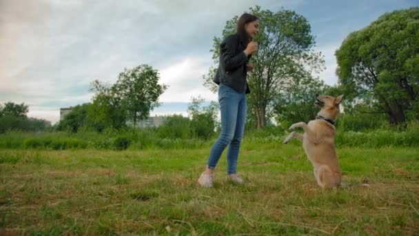 Vrouw onderwijzen haar puppy met interessante trucs in het park. — Stockvideo