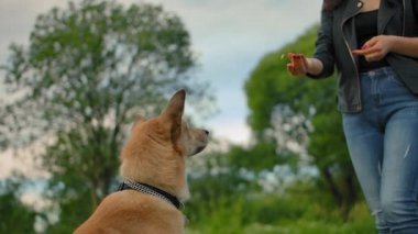 Köpeğin sinekle yemek yakaladığı arka plan. Kız fırlatıyor..