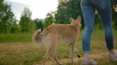 Tasmasız itaatkar bir köpek parkta bir kadının yanında yürüyor..
