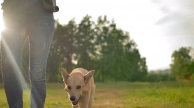 Tasmasız itaatkar bir köpek parkta bir yolda bir kadının yanında yürüyor..