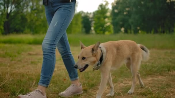 Vertikalt porträtt panoram av en kvinna, lyssna musik från hörlurar i parken med sin hund. — Stockvideo