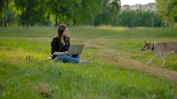 A purebred dog in the park comes to his mistress, sitting with a laptop on her knees. — Stock Video
