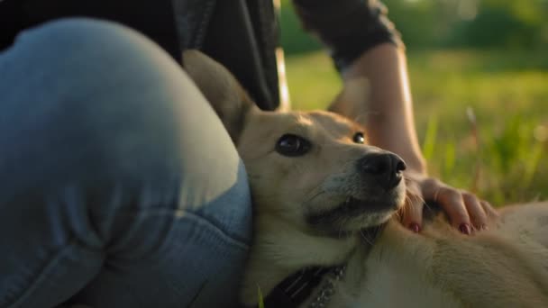 Portretul unui bot de câine, mângâiat de o mână de o fată tânără . — Videoclip de stoc