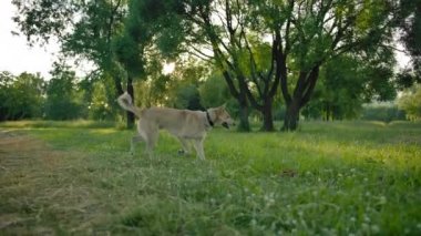 Bir kadın köpeğine tenis topu fırlatır..