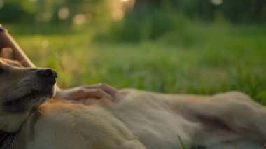 Genç bir kızın eli tarafından okşanmış bir köpek suratı..