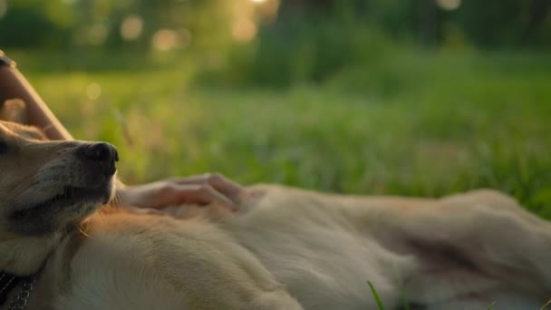 Close-up of a dog face, stroked by a hand of a young girl. — Stock Video