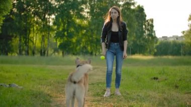 Çekici dişi, köpeğini geri getirmek için bir tenis topu fırlatıyor.. 
