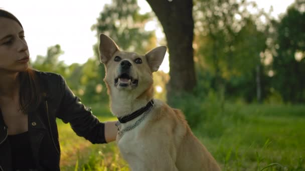 The pretty woman gently strokes the head of her outbred dog. — Stockvideo