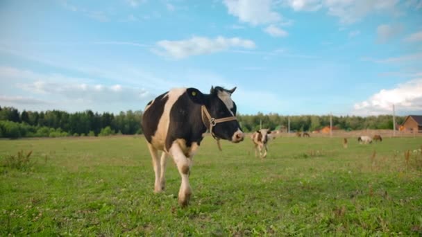 Корова ходить у зеленому полі — стокове відео