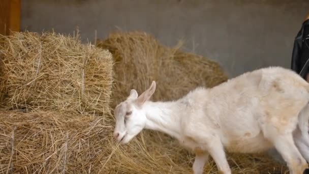 Bayi kambing kecil makan jerami di gudang . — Stok Video