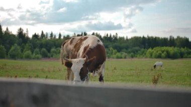 Çiftlikte inekler otluyor.
