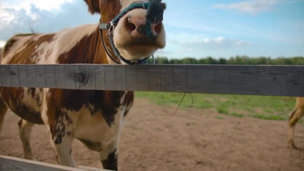 Vaca con bozal en cobertizo — Vídeos de Stock