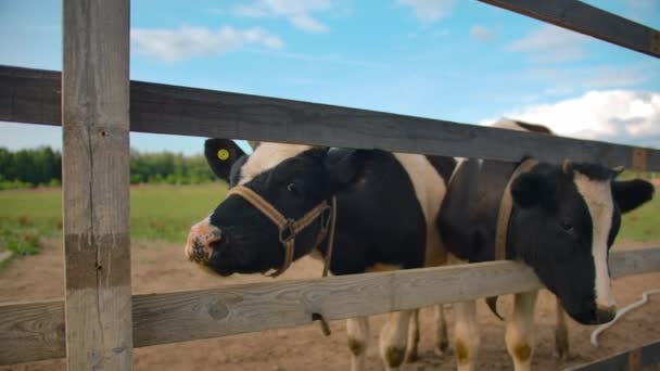 Vaches frottant les têtes avec une clôture — Video
